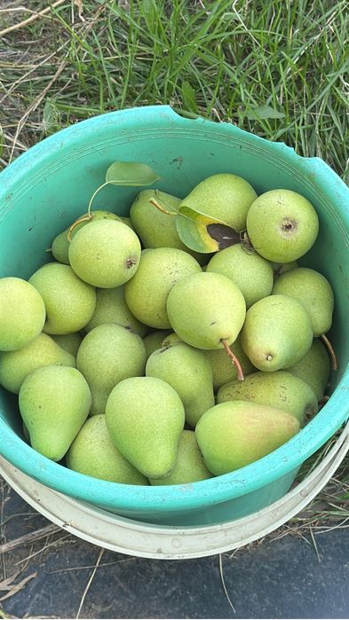 Продам дачу сад Здоровие