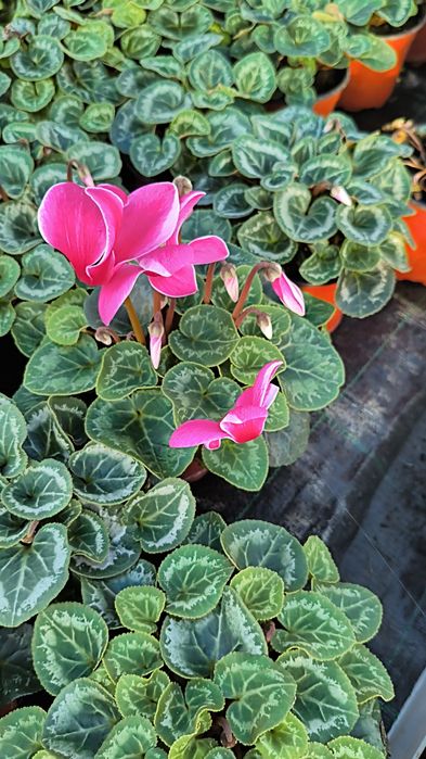 Продам цикламен оптом