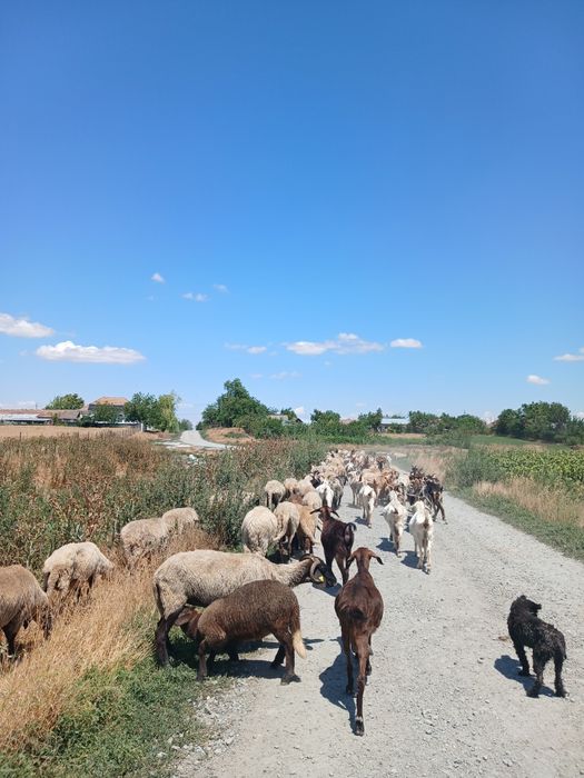 Vand capre si oi pentru taiere