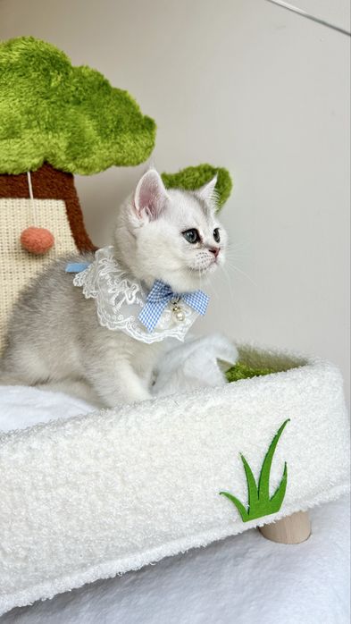 Fetita British Shorthair Chinchilla Silver - Certificat pedigree