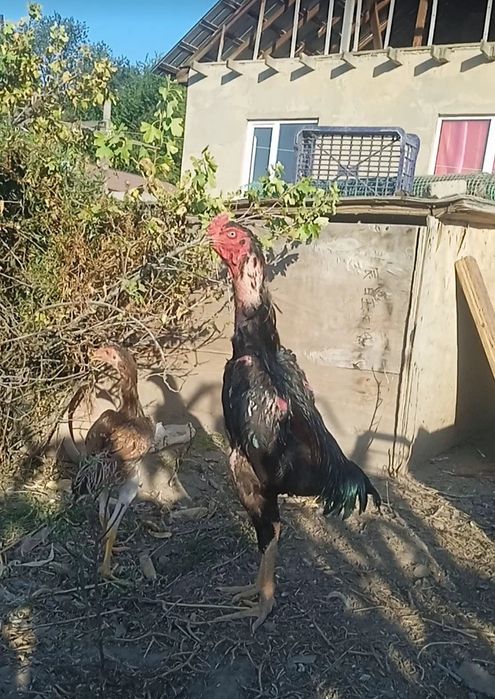 Продам дакан петушка