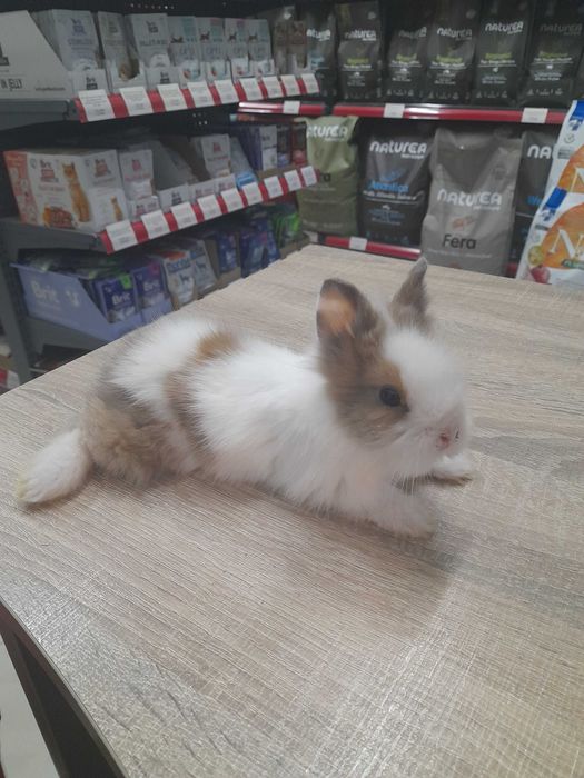 Декоративно мини зайче на 1 месец