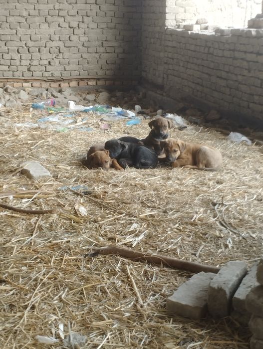 Itlar sotilad Narxini kelishamz