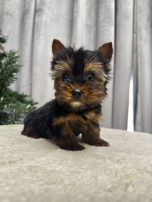 Mascul Rasa Yorkshrie Terrier - O Bijuterie Adevarata