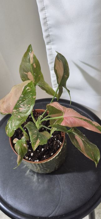 Syngonium, begonia tamaia, scindapsus , philodendron pink, thai