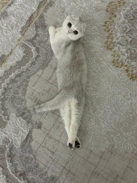 Продаётся кошка – британская шиншилла