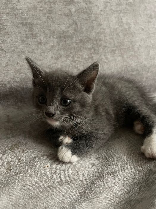 Котенок ищет забот