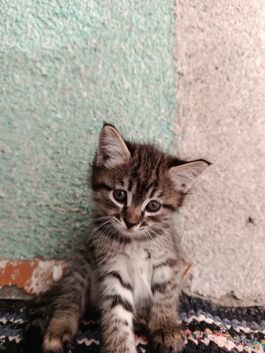 Даём котят в хорошие руки