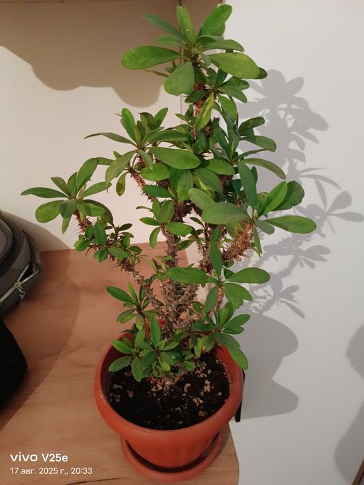 Комнатные цветы молочай