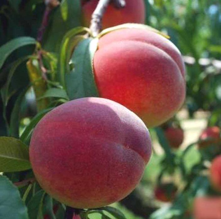 Вишня войлочная персик абрикос