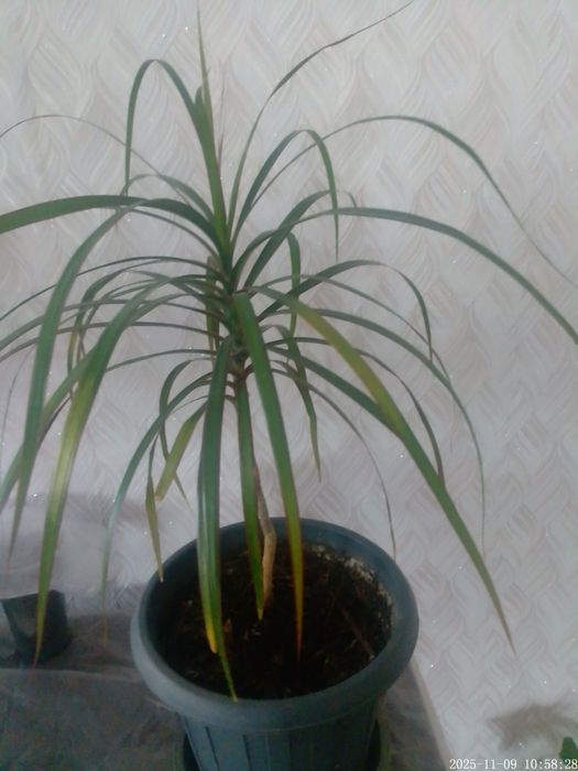 Драцена комнатная
