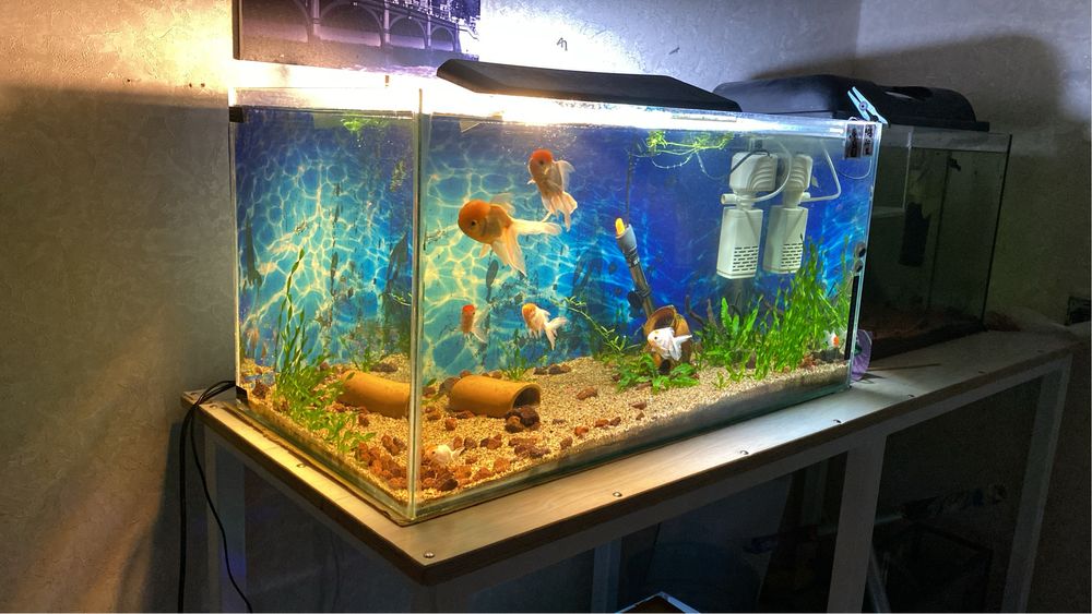 Аквариумные рыбы срочно!