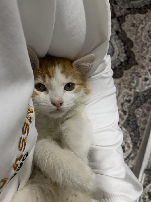 Aqlsiz mushuk sotiladi