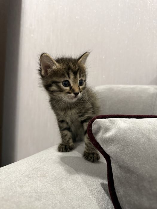 Котята домашние