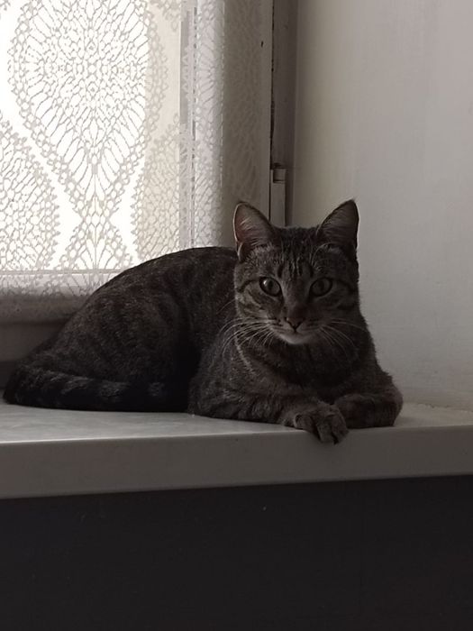 Котёнок ищет себе дом
