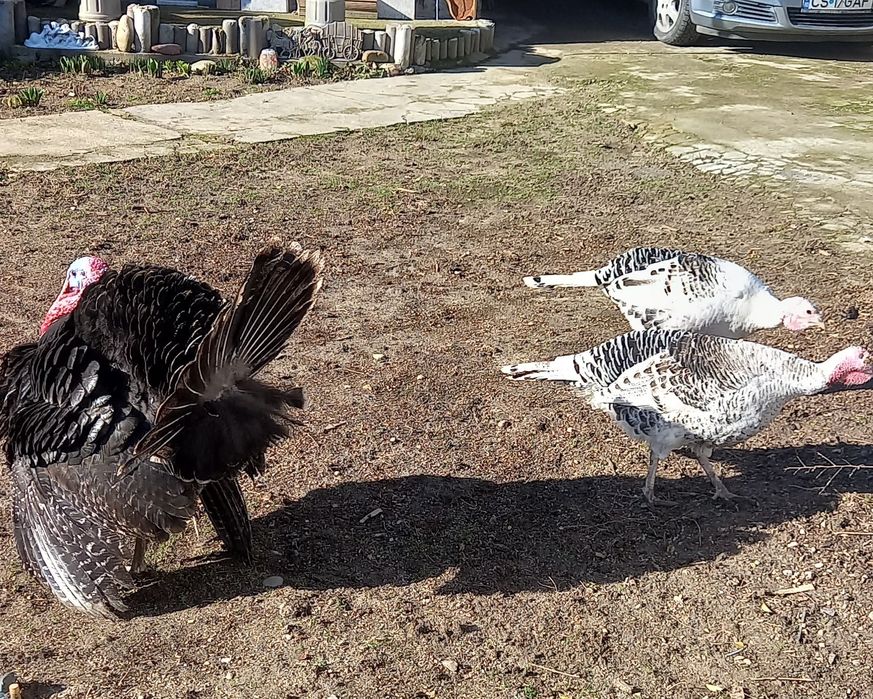 Vând  curcan și curci de casă .