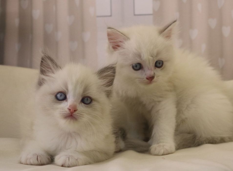 РЭГДОЛЛЫ чистокровные