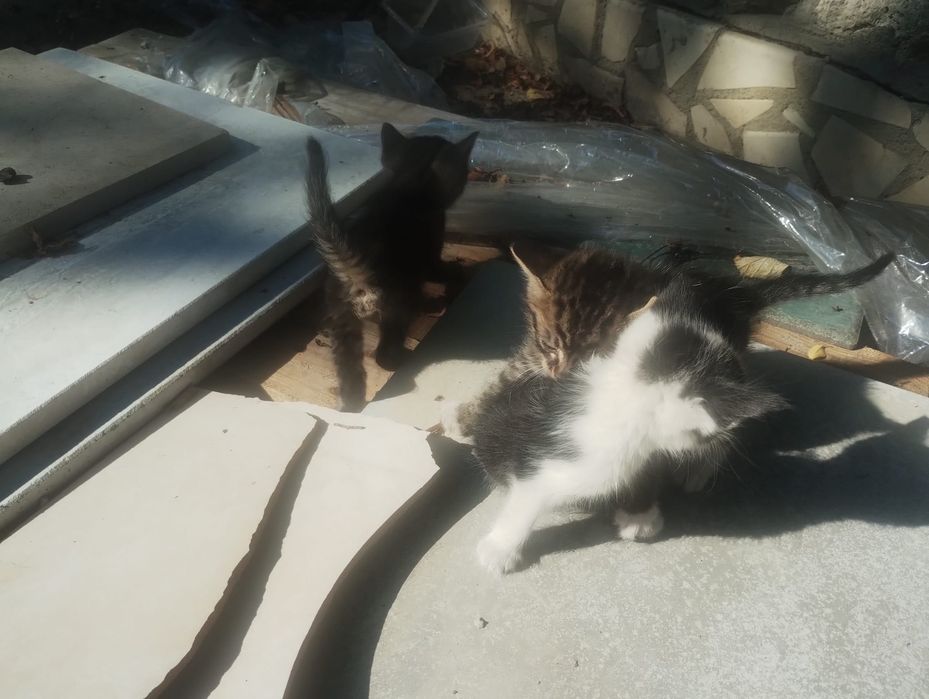 4 котенца безплатно