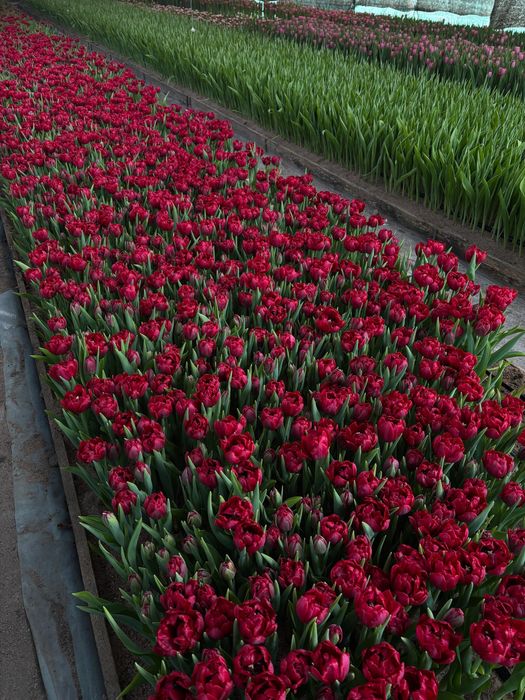 Тюльпаны оптом розницу