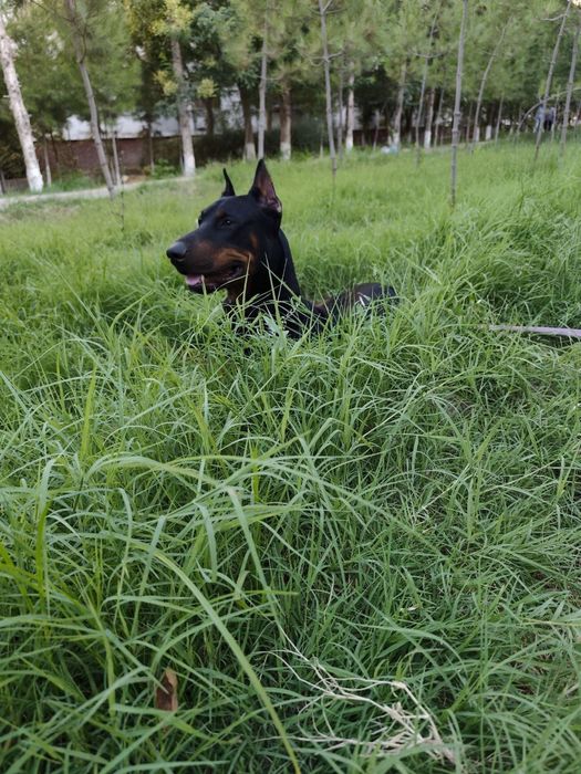 Продаются щенки доберманов