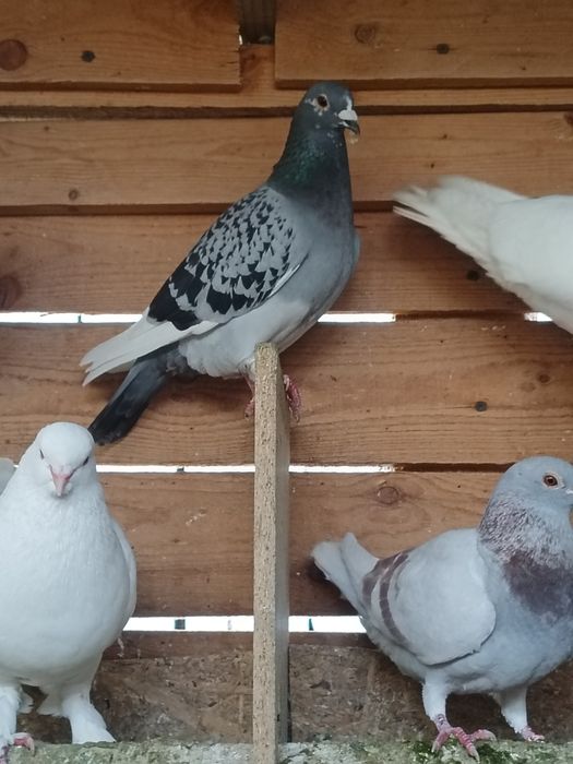 Porumbei diferite rase