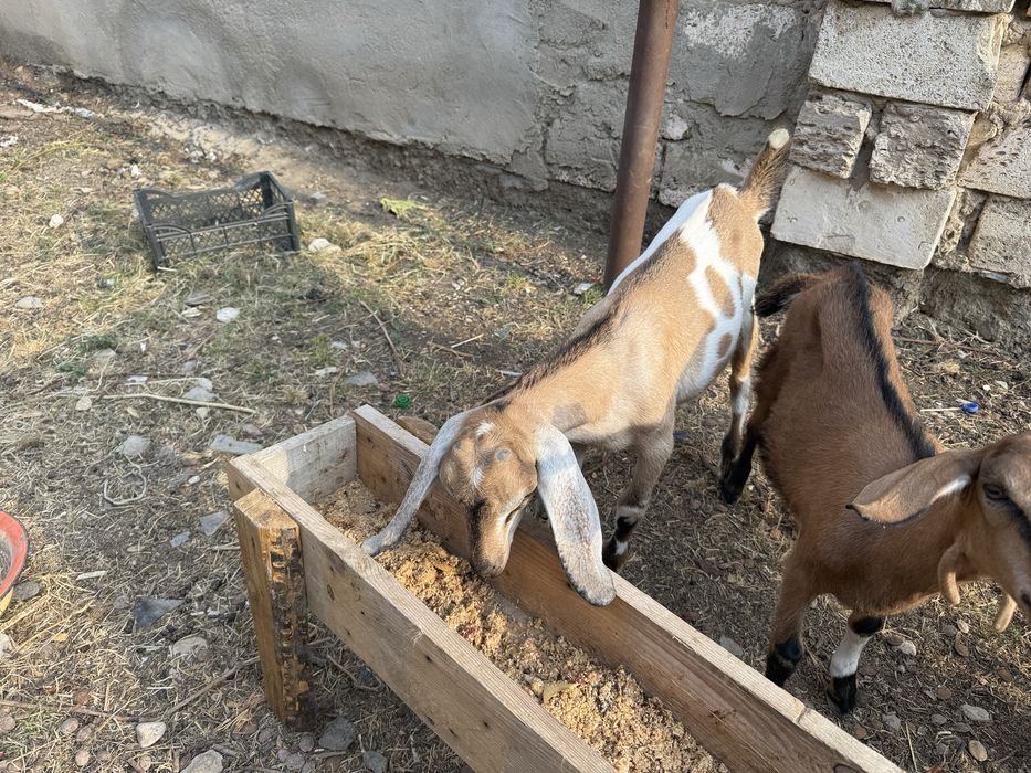 Теке сатылады нубий пародасы