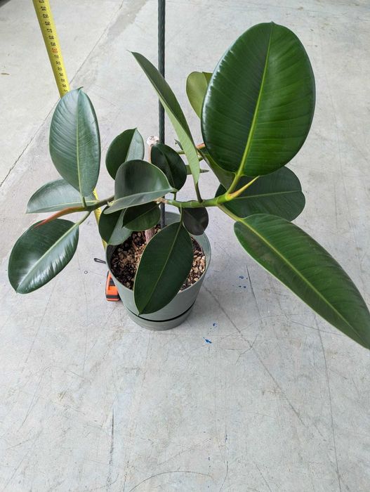 Ficus 2 ani Planta decorativa cu ghiveci