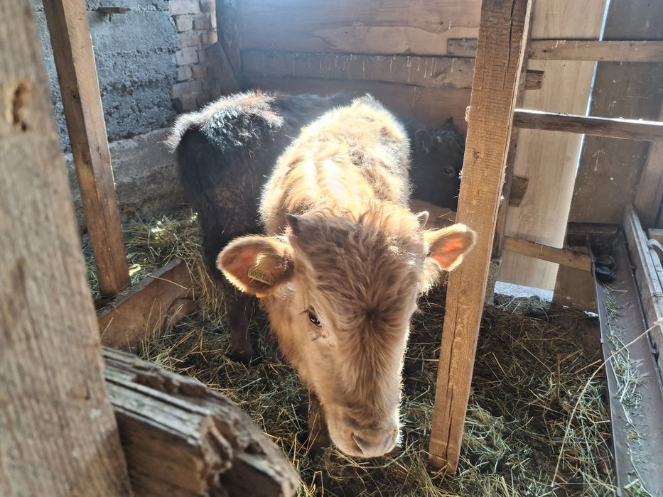 Бычки по 5 месяцев домашние