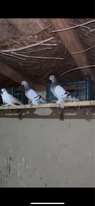 Кептерлер бар таз