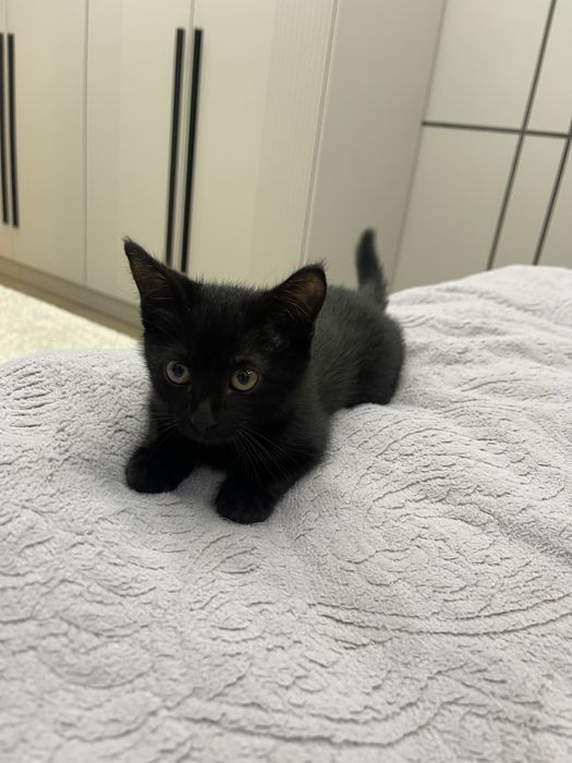 Продам домашнего котенка