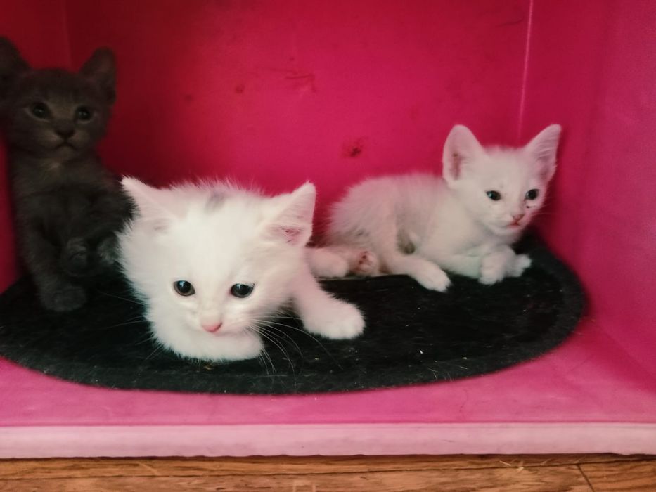 Котята в добрые руки))