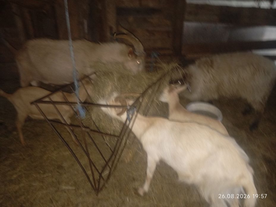 Vând capre o oaie și un tap