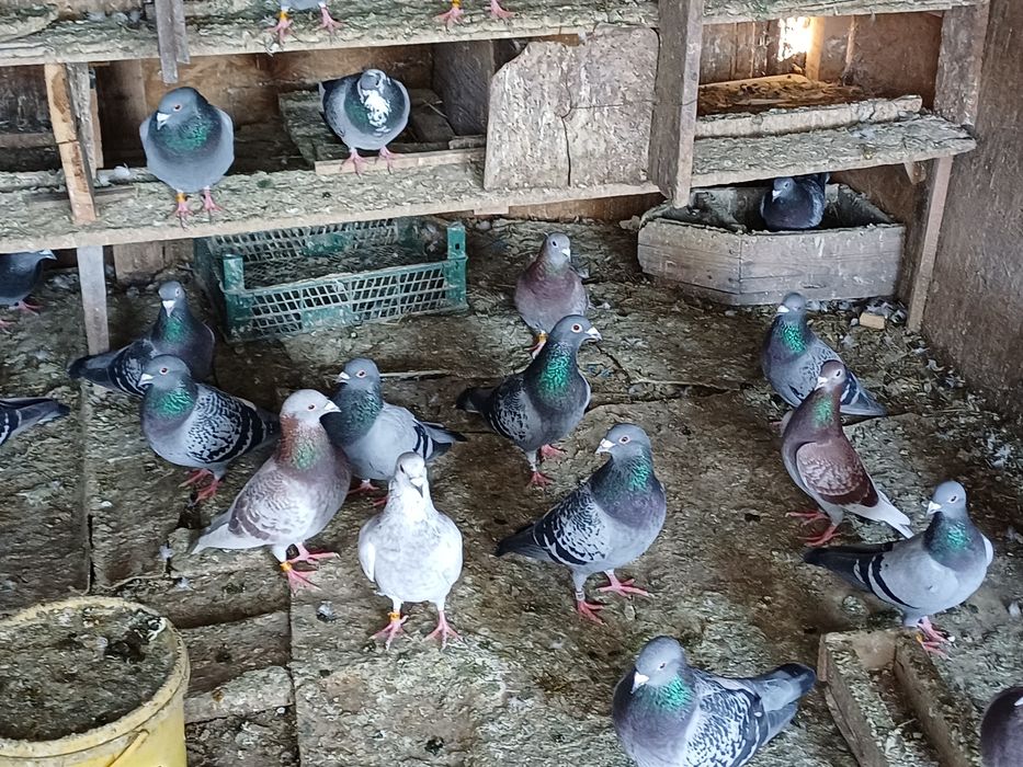 Vand porumbei voiajori