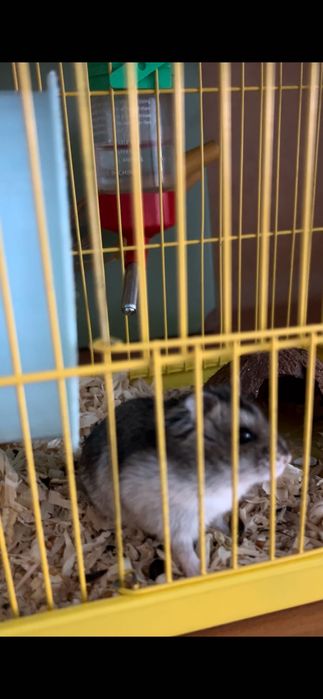 Срочно продаётся хомяк