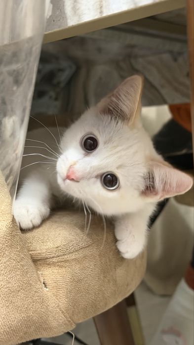 Котенок ищет дом