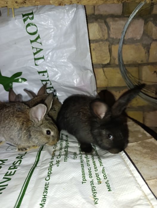 Velikan bollari. Ota strakach