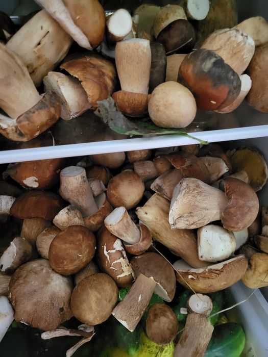 Hribi uscati calitatea 1- 50lei- 100g