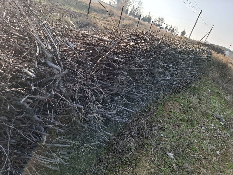 Отин сотилади таййор