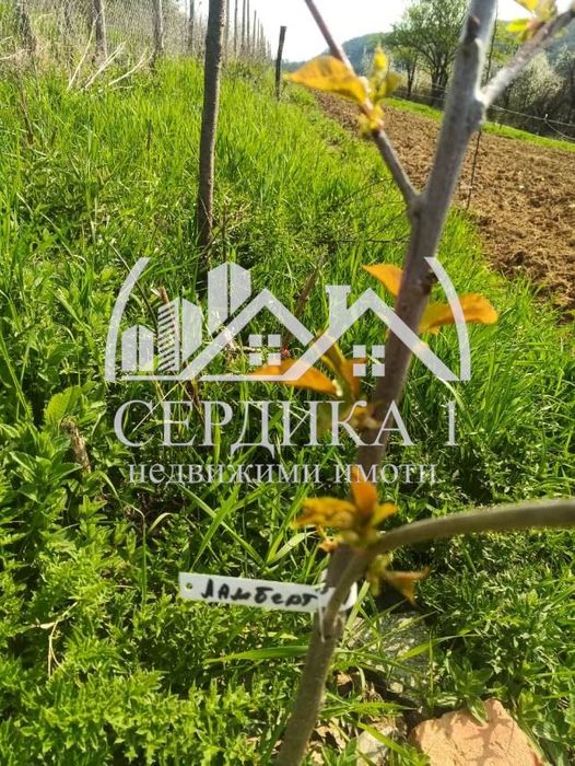 Продава се Парцел в с. Згурово, Област Кюстендил - 3799 кв.м за 12 €/кв.м - Снимка #3