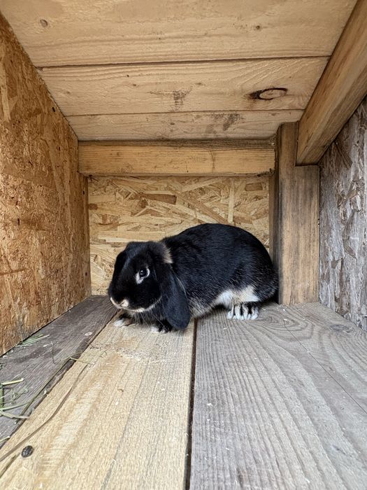 Iepuri berbec german pitic