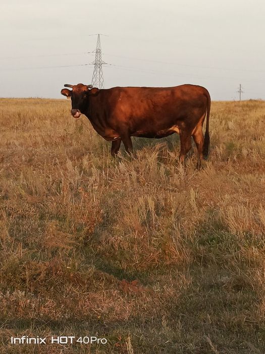 Продам двух коров