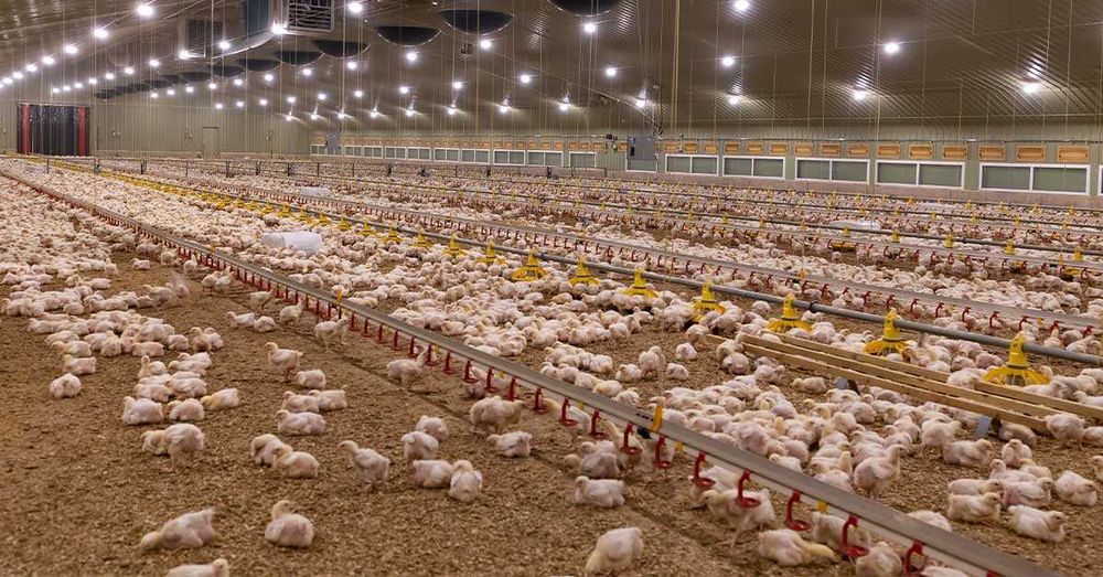 бройлер Премикс Концентрат Германия