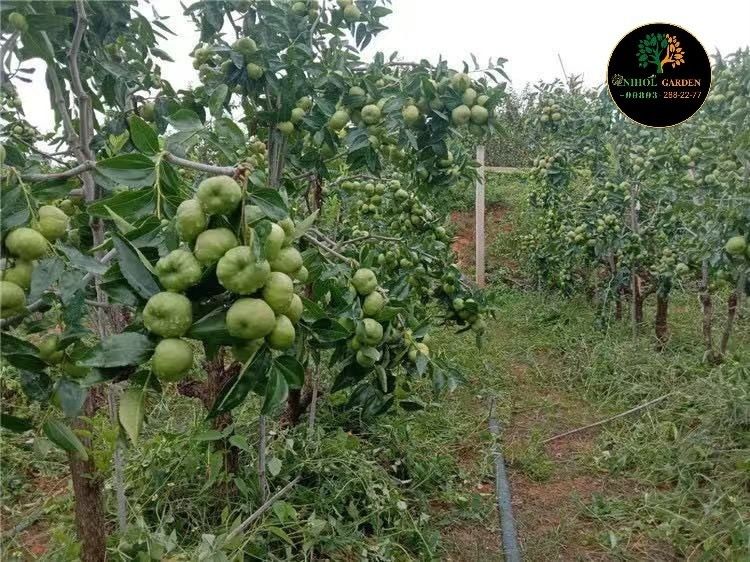 Зизифус жийда привитий