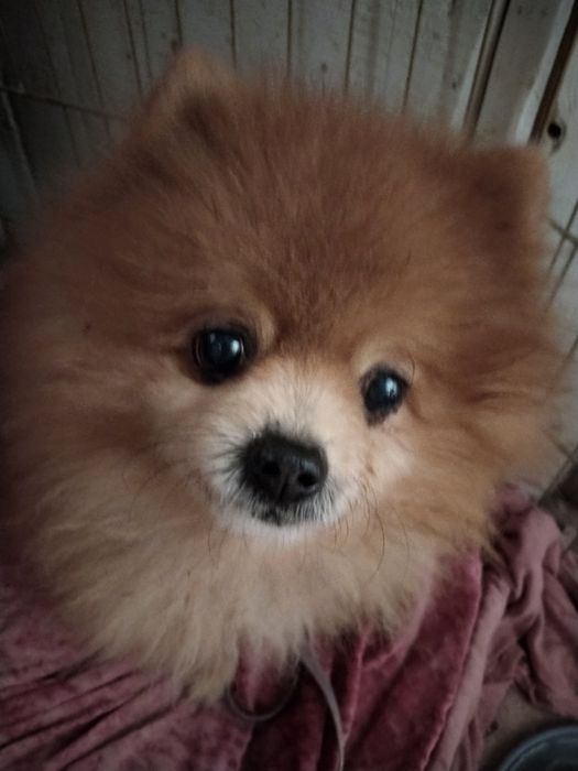 Пропала собака! Рыжий шпиц