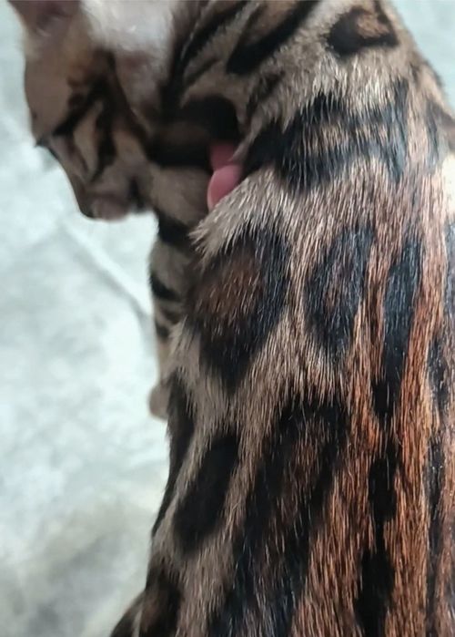 Бенгальские котята в окрасе классический браун. Премиальная линия