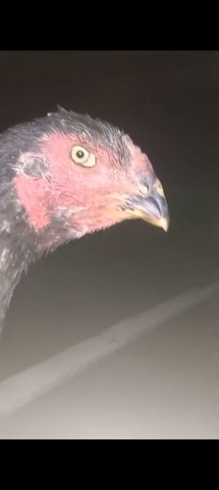 Вьетнам Кәріс микс тауық