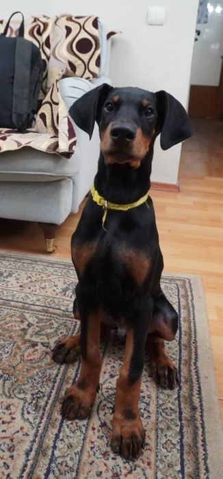 Продам щенков добермана