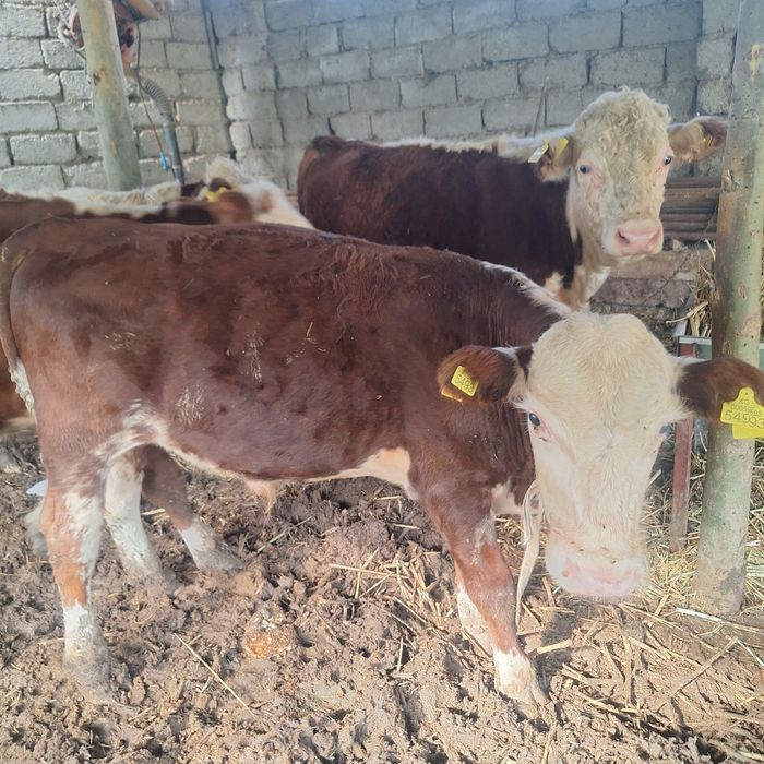 Gereford,Semintal, zotli xukizchalar