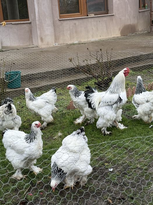 Oua brahma de incubat