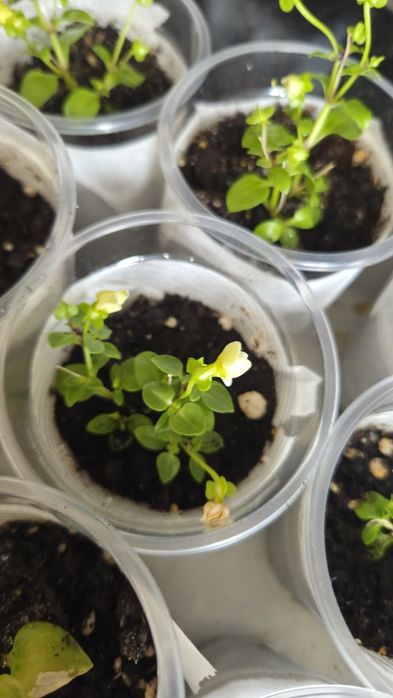 Комнатные цветы  экзакум